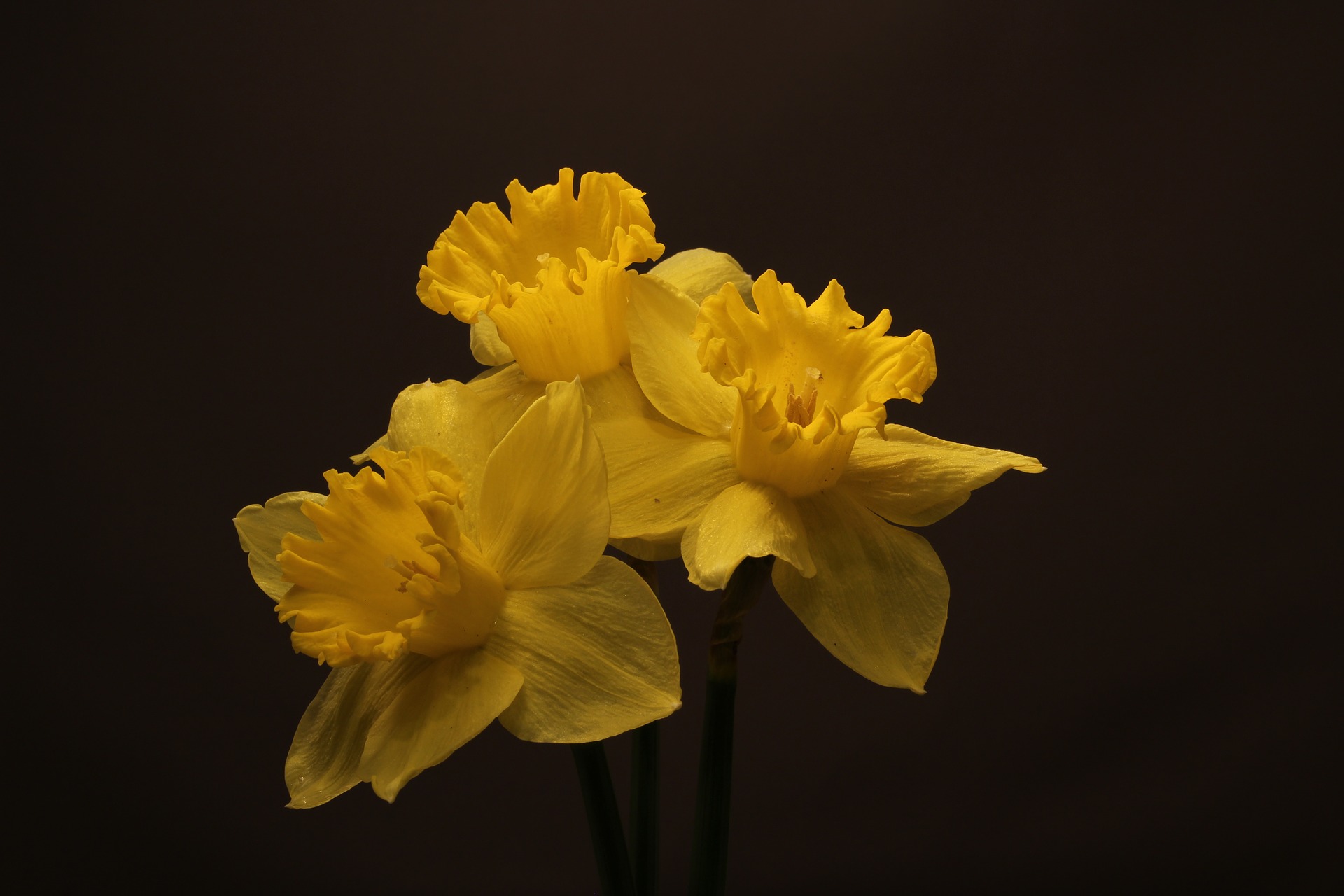 daffodils 2174804 1920