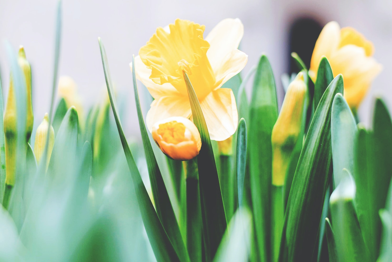 Daffodils in bloom