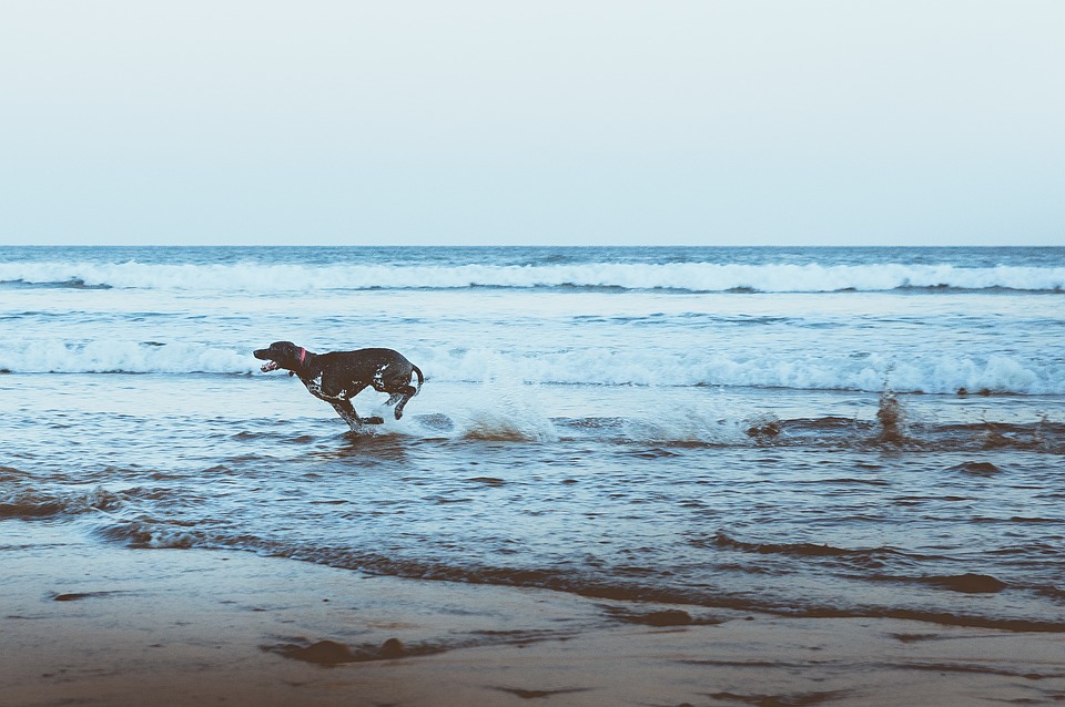 A dog running in the sea on a beach.