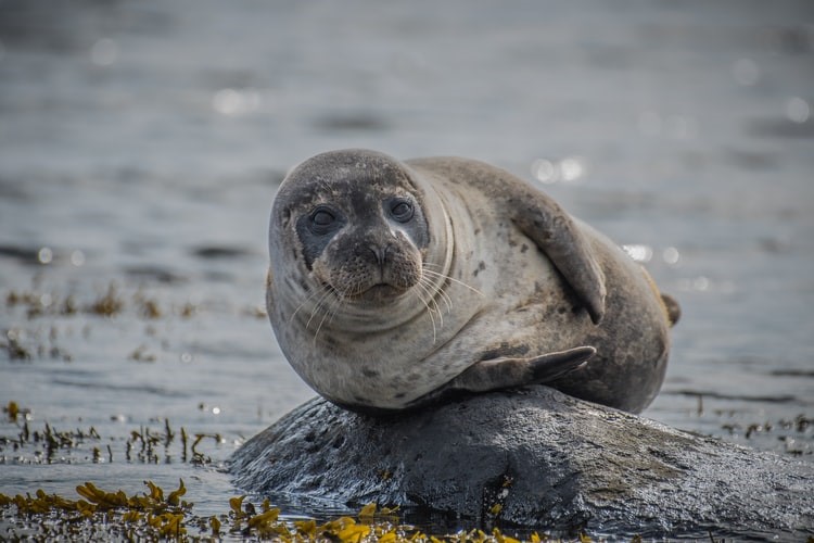 grey seal