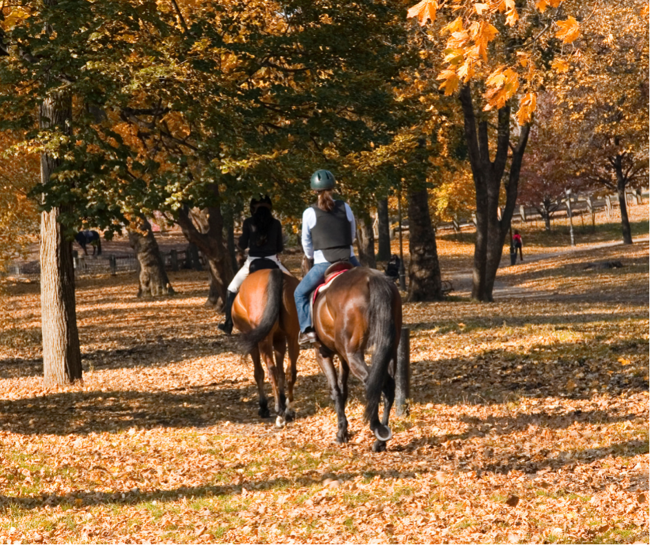 horse riding 1