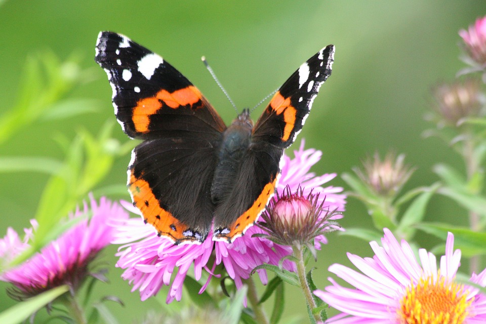 Admiral butterfly at Paradise Park