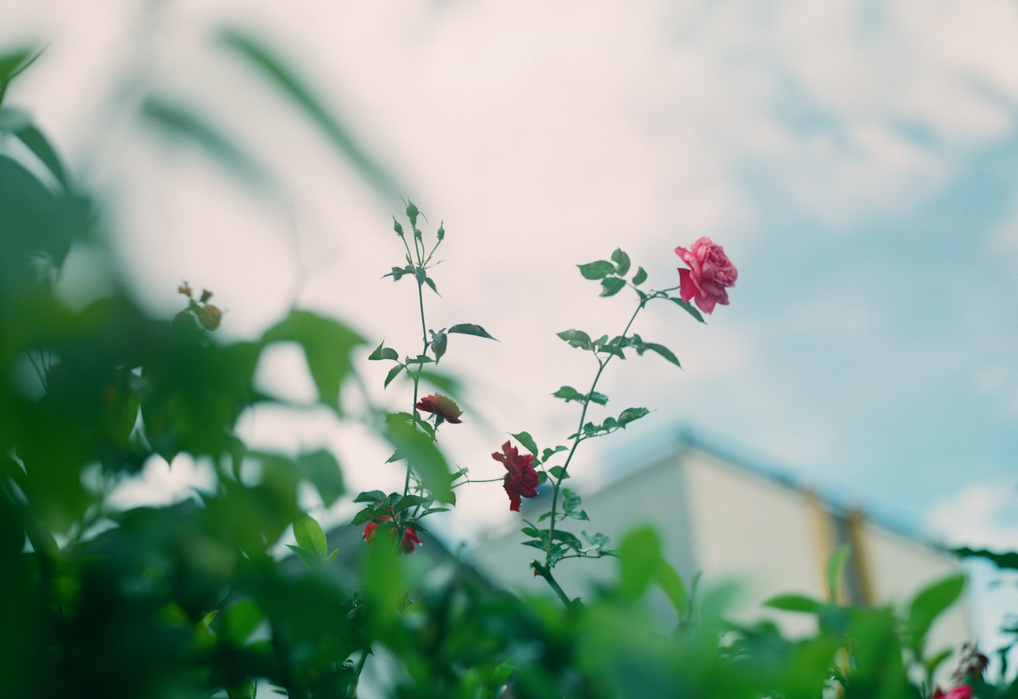 A rose growing from a garden hedge