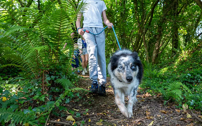 woodland dogwalk grid img