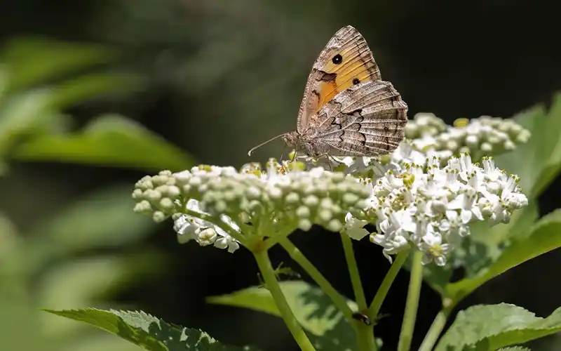 bissoe butterfly