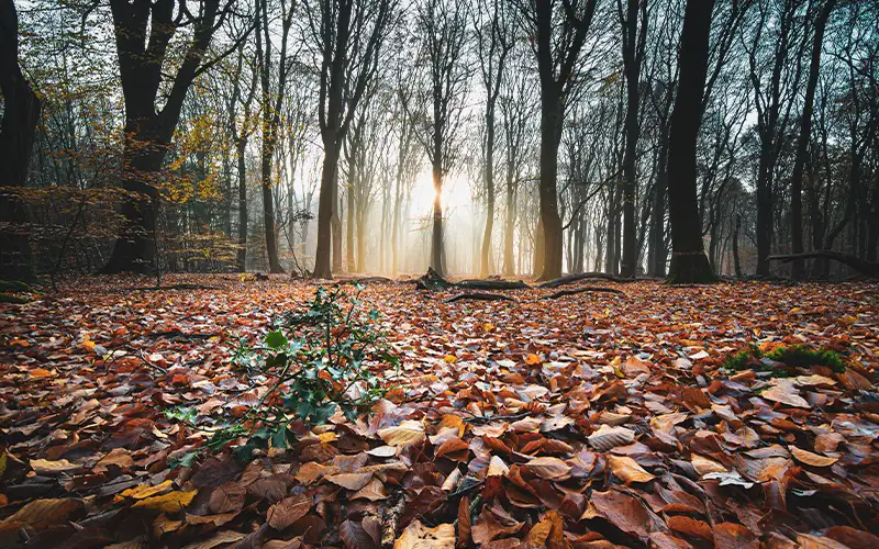 bissoenaturetrail woodland