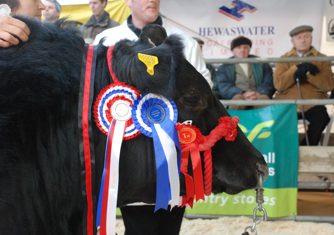 cow at the prime stock show