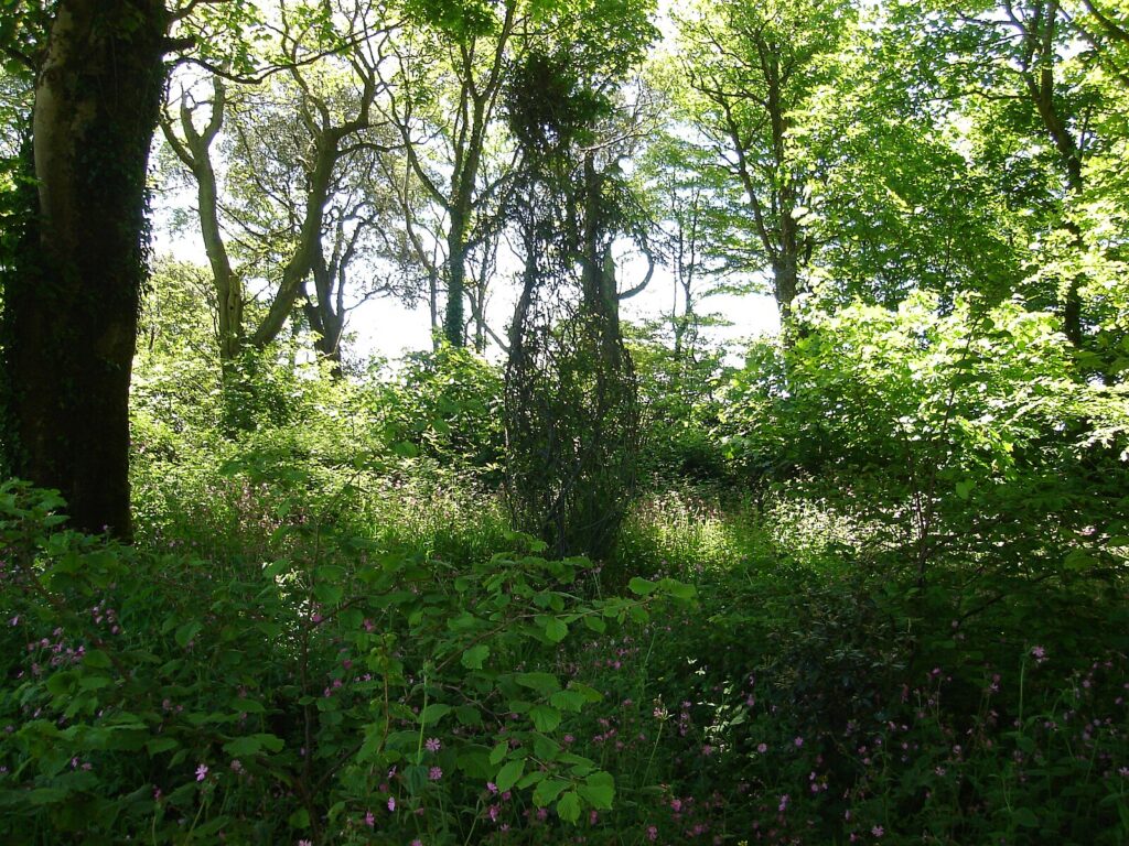 Heligan woods and gardens