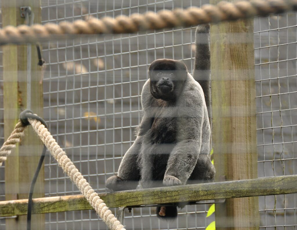 Monkey at the sanctuary