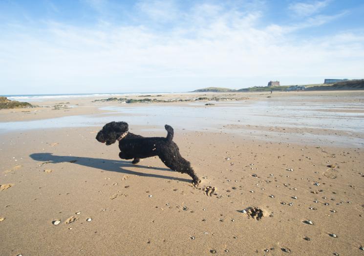 A dog running on Fistral Beach