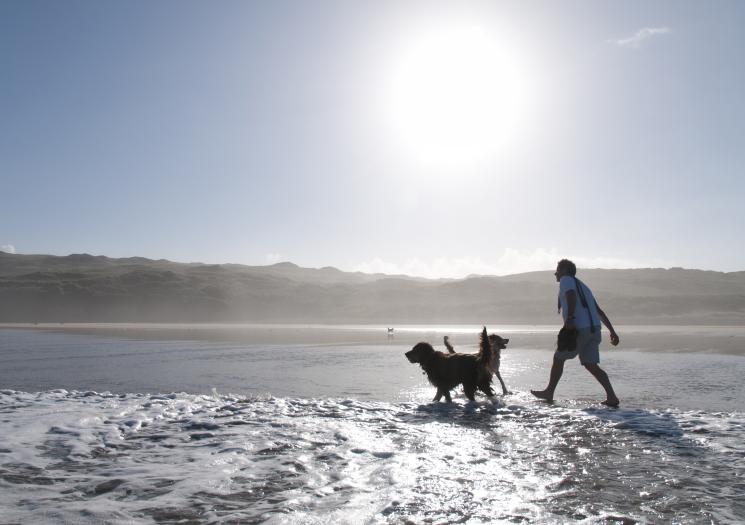 A man throwing a ball in the sea with two dogs at Perranporth beach