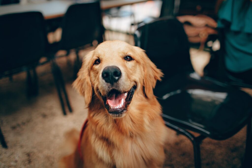 A dog sitting in a cafe
