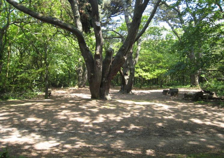 A large tree in a clearing at Tehidy Woods