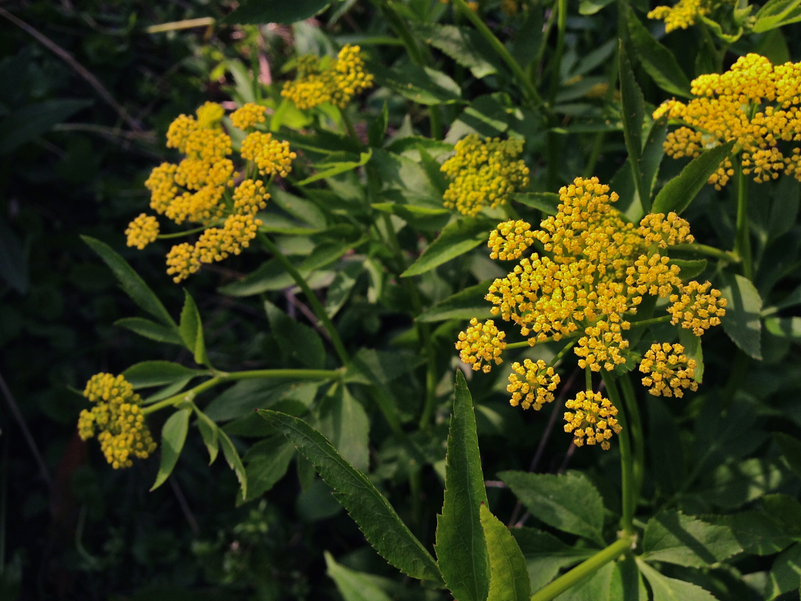 Alexanders flowers