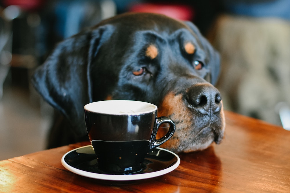 A dog at a café resting its head on the table 