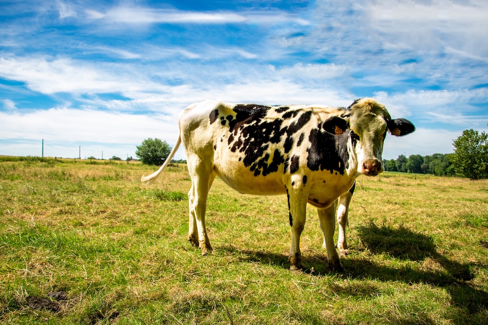 A black and white cow in a field