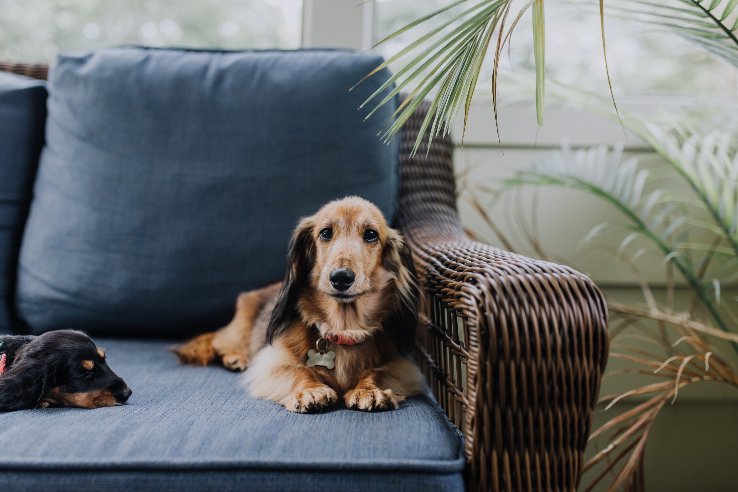 Dogs on a sofa in a holiday cottage