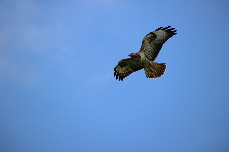 Buzzard