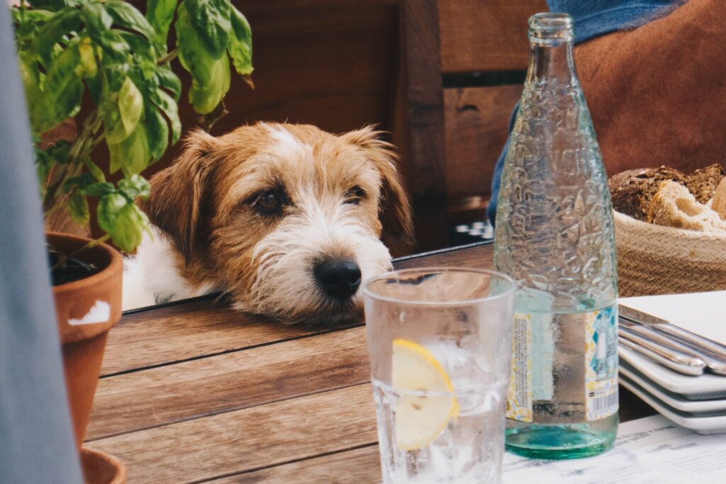 A dog resting its head on the table 