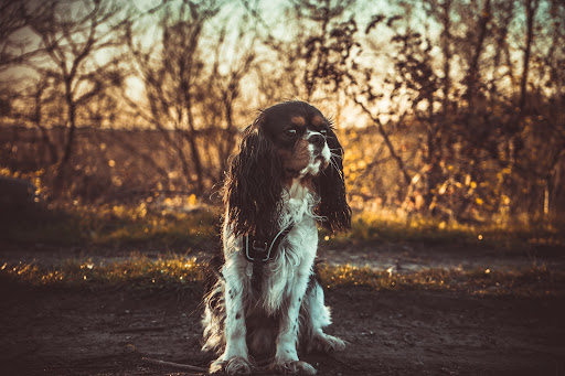 A dog in an autumnal forest