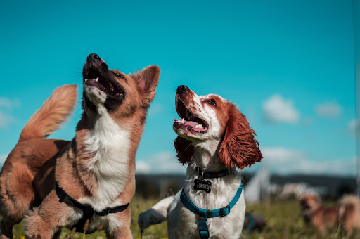 two dogs looking at the sky 