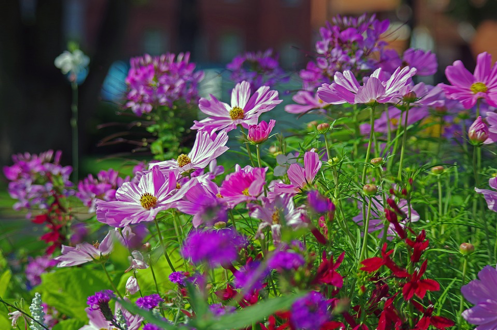 A close up of purple flowers