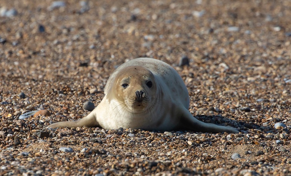 A grey seal pup lying on the beach