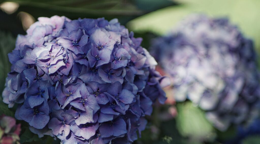 Purple hydrangeas in the sun