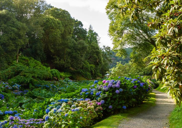 Trebah Gardens in Falmouth