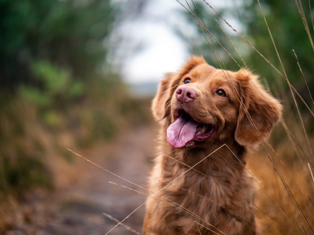 A dog on a walk