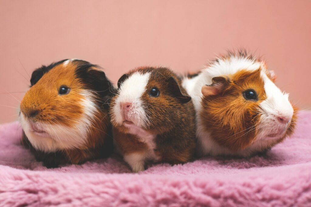 guinea pigs