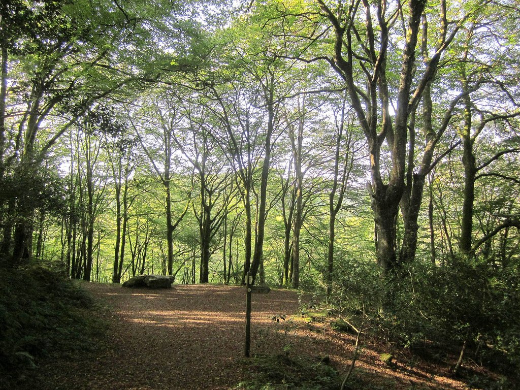 Kilminorth Wood 