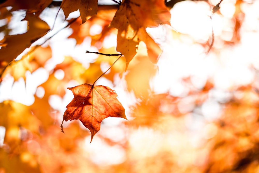 Orange autumn leaves