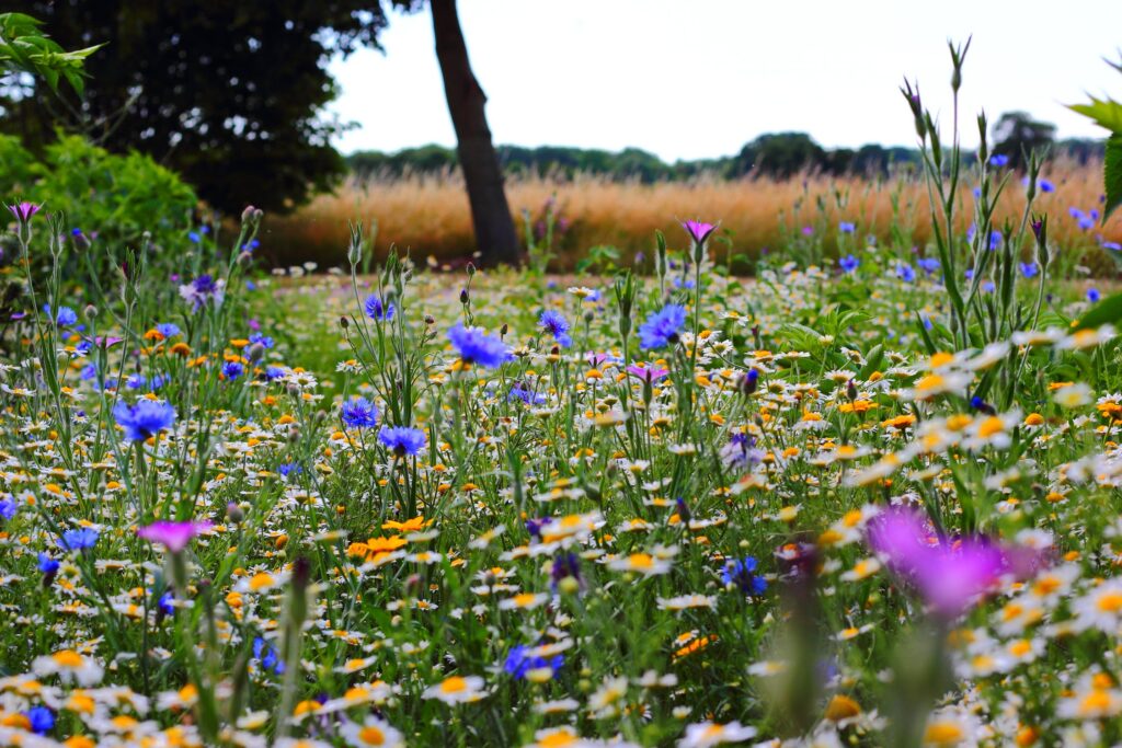 A meadow with various flowers
