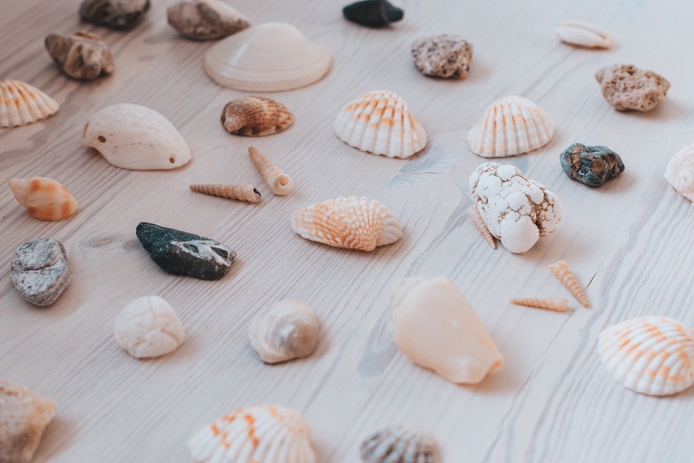 An assortment of seashells
