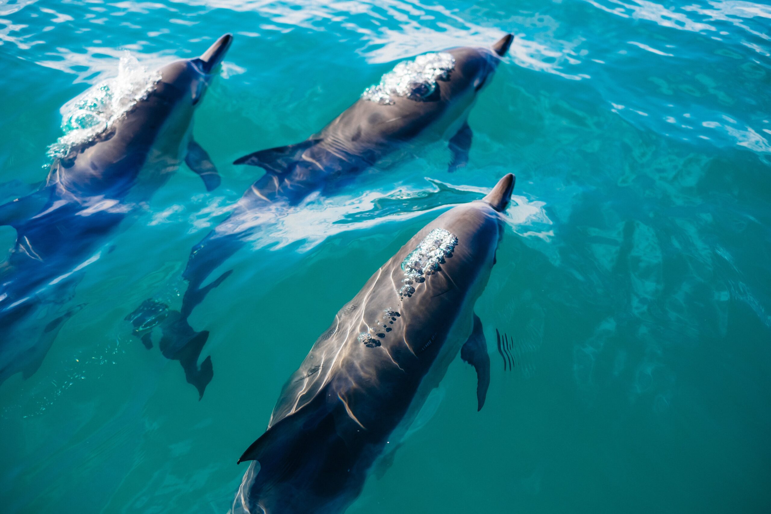 Three dolphins swimming together 