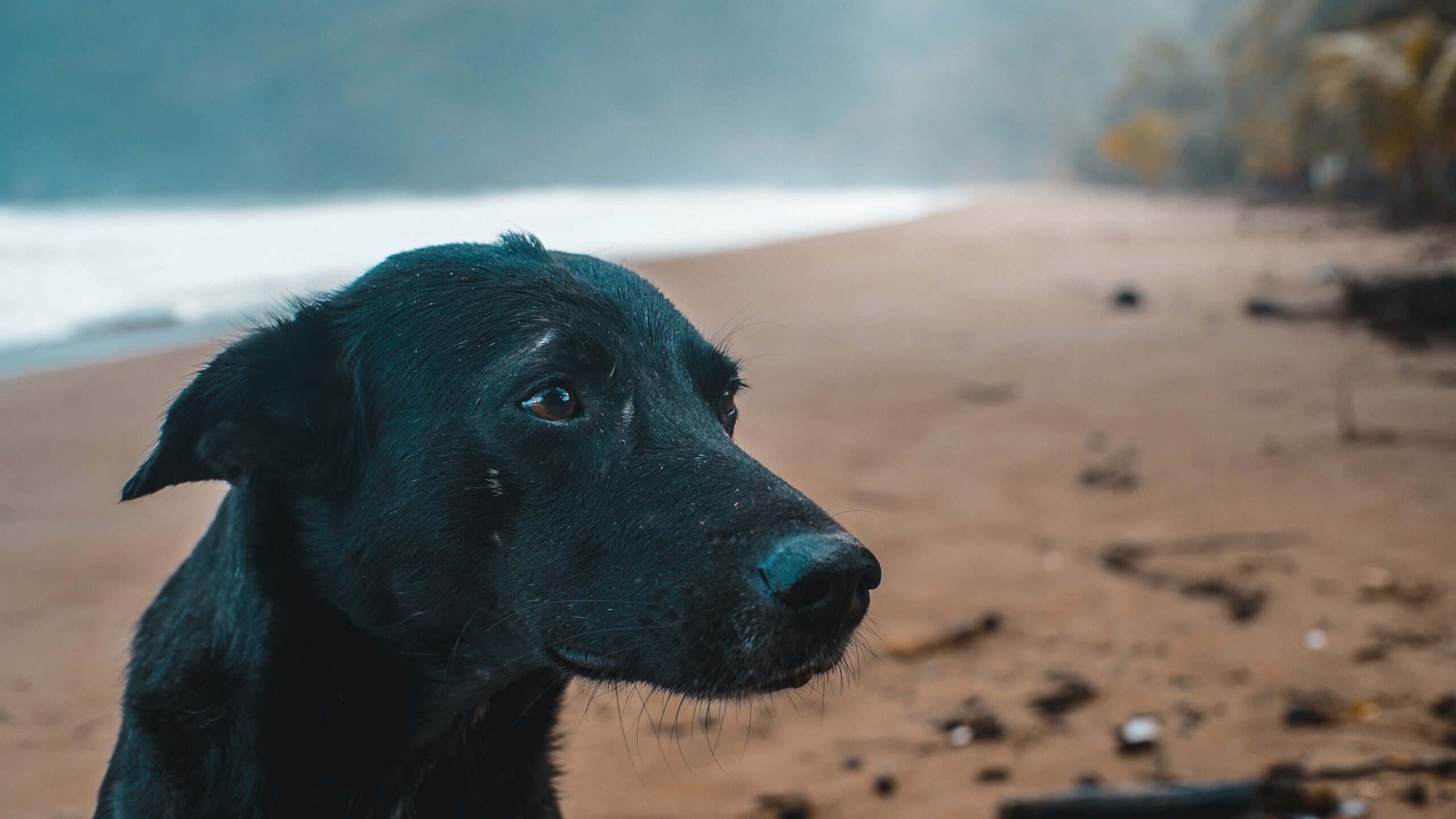 dog on beach