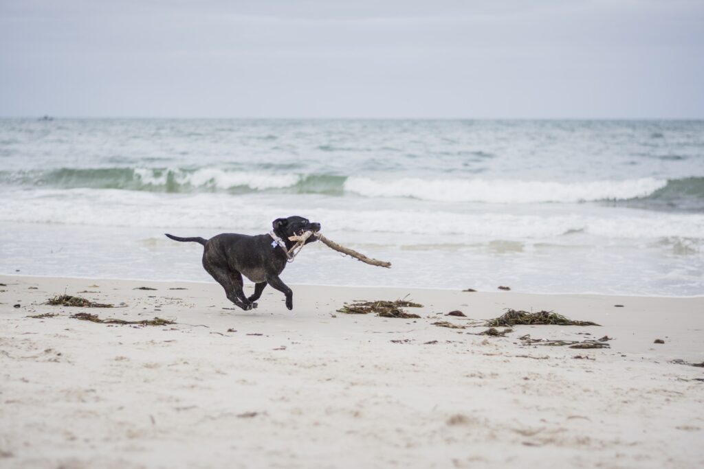 dog running with a stick on the beach