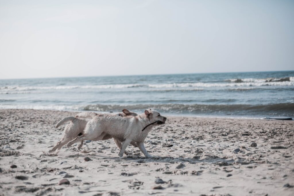 two dogs running on golden sand by the sea