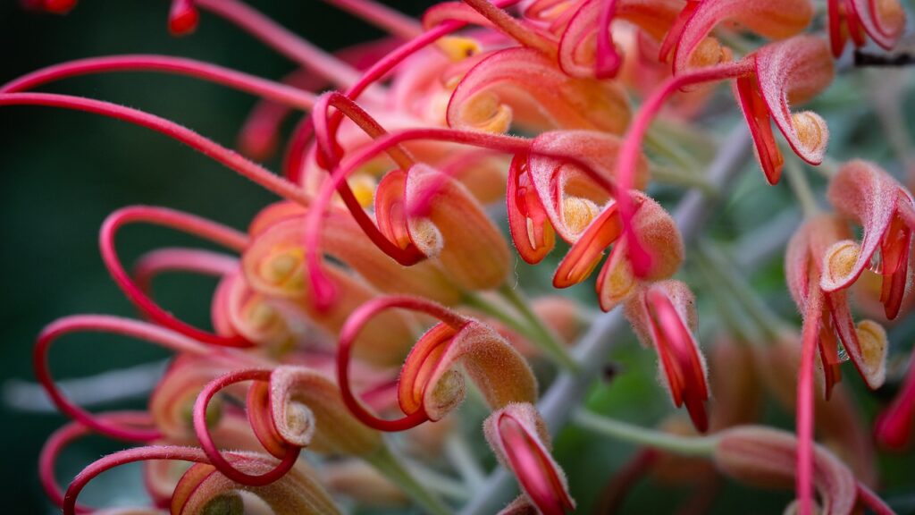 A pink plant inside the Eden Project