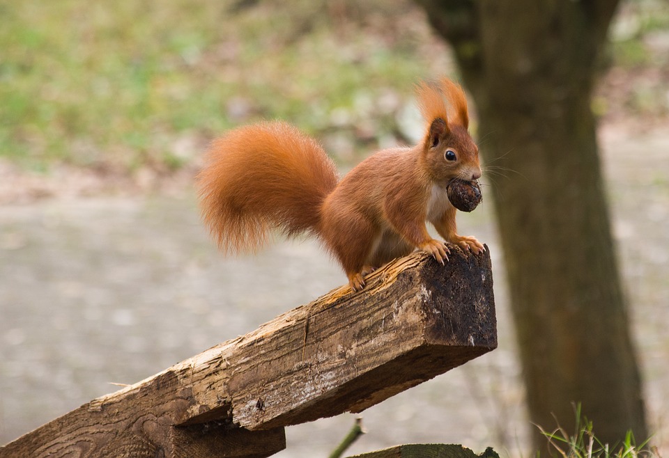 Red squirrel