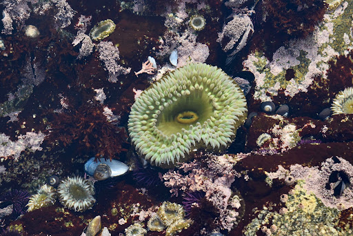 Sea life in a rockpool