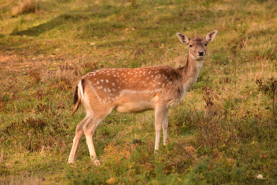 Roe deer