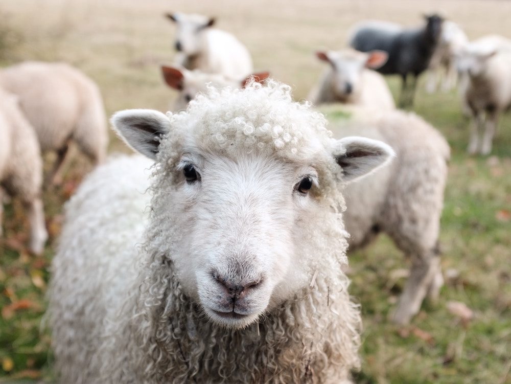 A close-up picture of a sheep