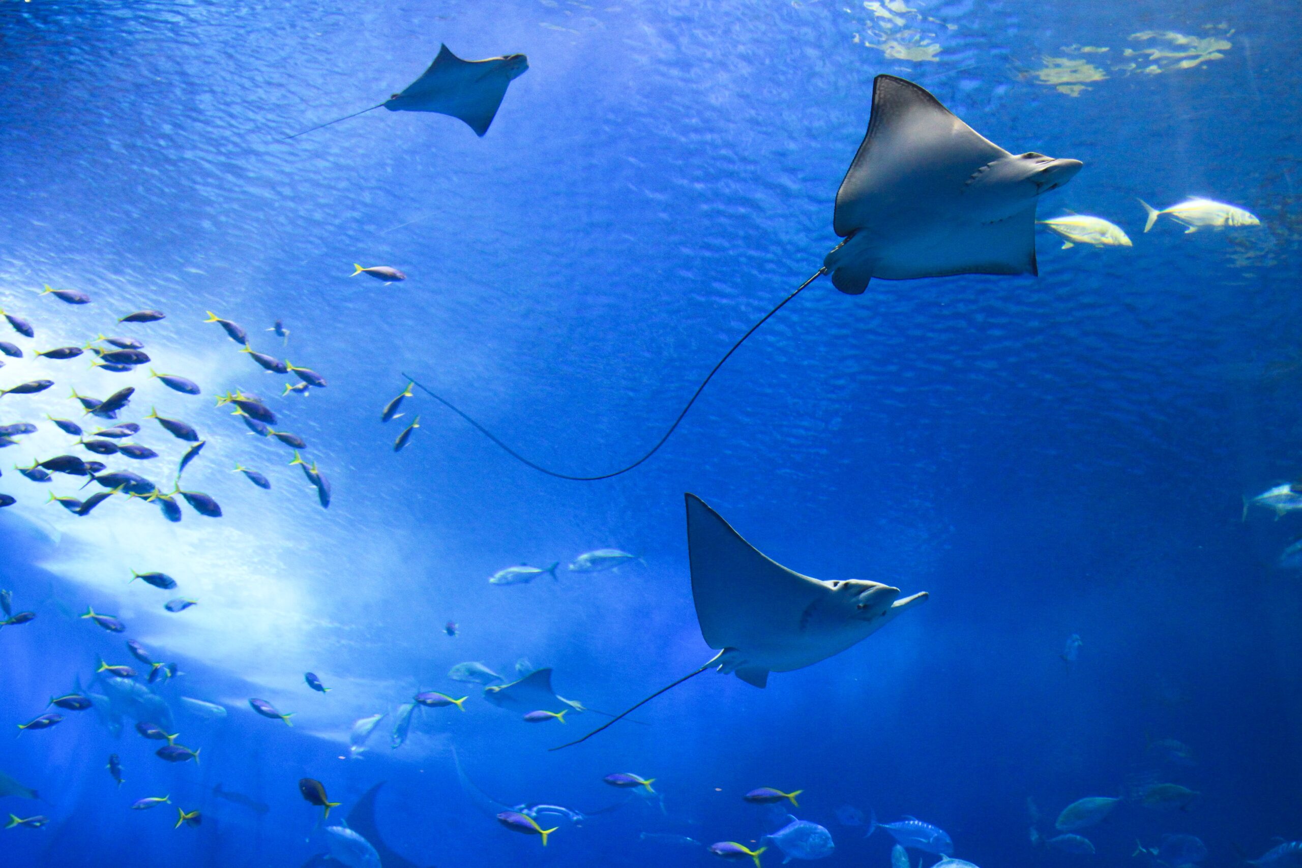 Various fish in an aquarium 