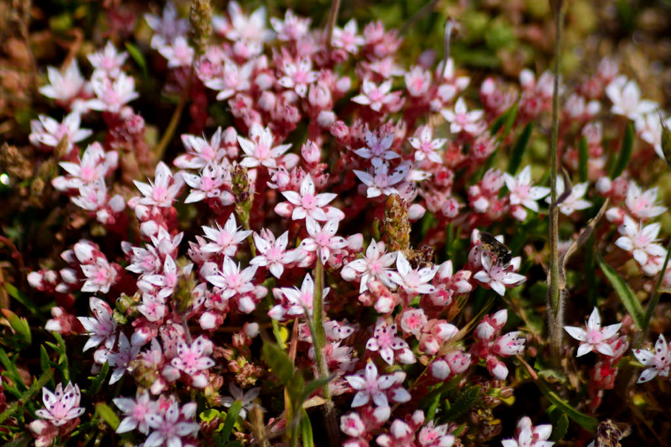 English Stonecrop