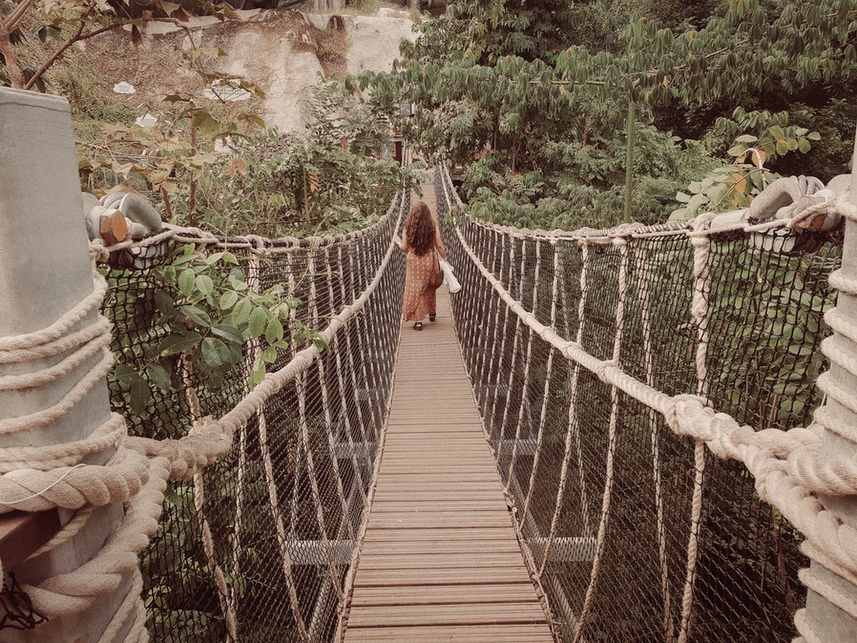 The canopy walkway in the rainforest biome 