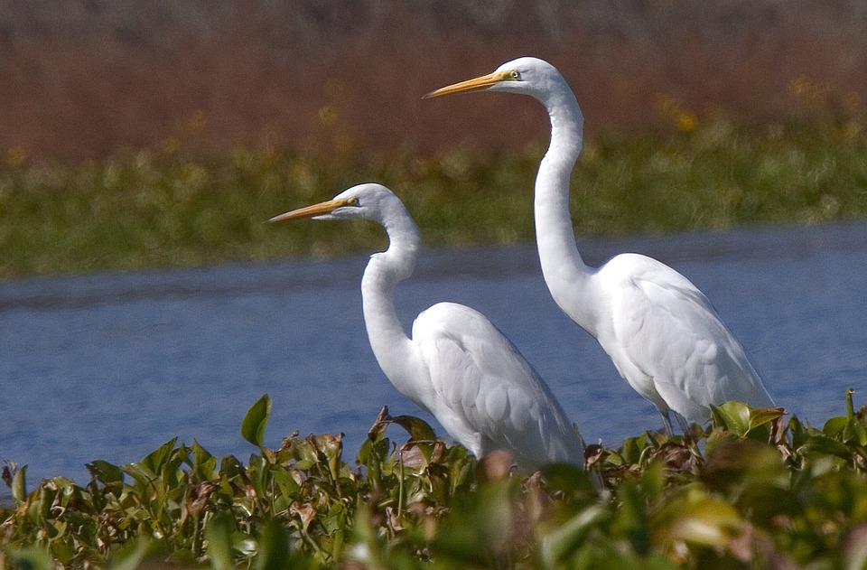 Egrets